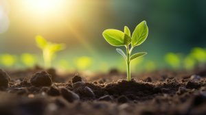 Will The SoyRoaster Work For High-Oleic Soybeans?